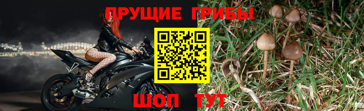 Псилоцибиновые грибы прущие грибы Менделеевск
